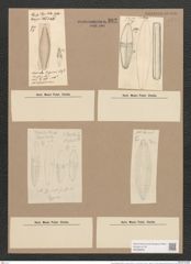 Navicula digitato-radiata var. cyprinus (W.Sm.) V.H. (de-Toni-Nr.: Genus 1, Species 124) Zeichnungen Sammlung Grunow Nr. 382 (NHMW-BOT-W0366680)
